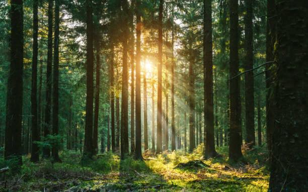 Human Composting: Why Firms Rely on Mortuary Coolers, Mortuary Racks, and Mortuary Lifts from American Mortuary Coolers in 12 States - American Mortuary Coolers Powered by Funeral Source One Supply Company 