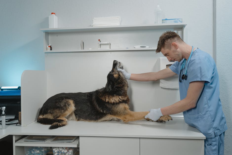 A Comprehensive Guide to Comparing Veterinary Exam Room Tables - American Mortuary Coolers & Equipments