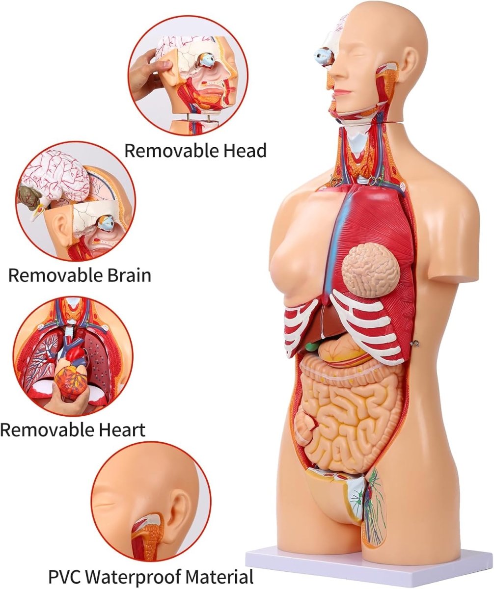 Dual - Sex Human Torso Anatomy Model (32 Parts) – Model 1035 - 20EHM - American Mortuary Coolers & Equipments