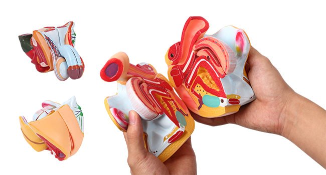 Dual - Sex Human Torso Anatomy Model (32 Parts) – Model 1035 - 20EHM - American Mortuary Coolers & Equipments